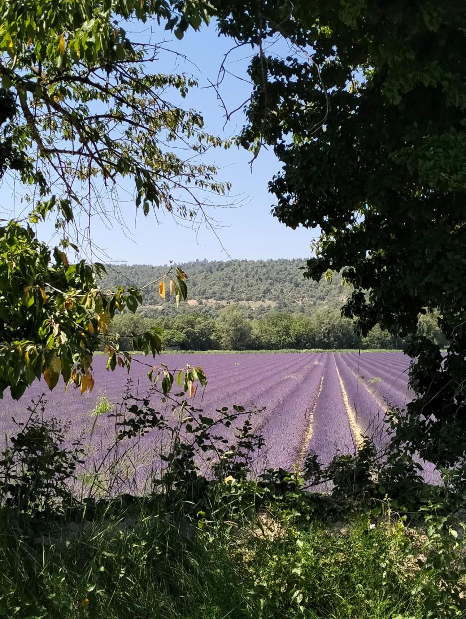 La Provence Vous Attend***!!! - 1Er Etage Digne-les-Bains Extérieur photo